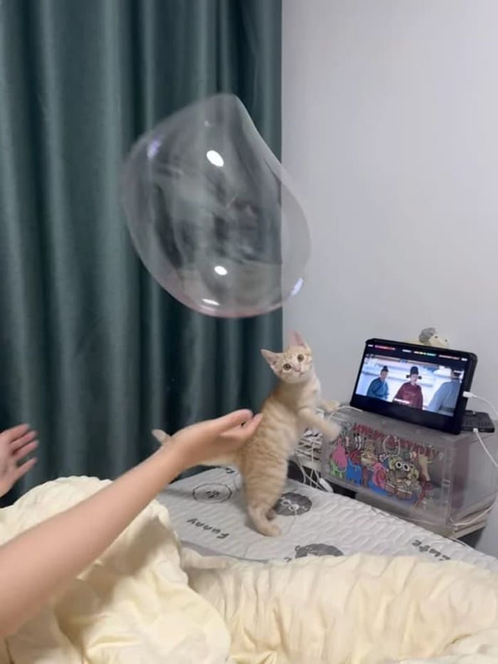 애니멀플래닛