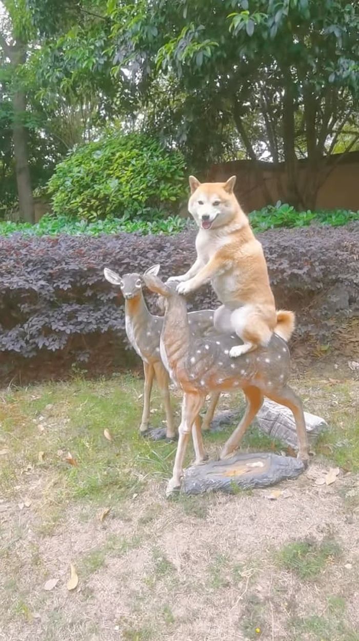 애니멀플래닛
