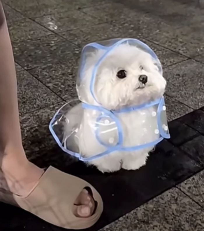 애니멀플래닛