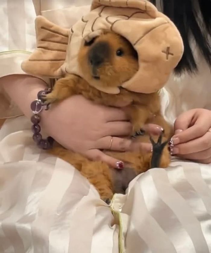 애니멀플래닛