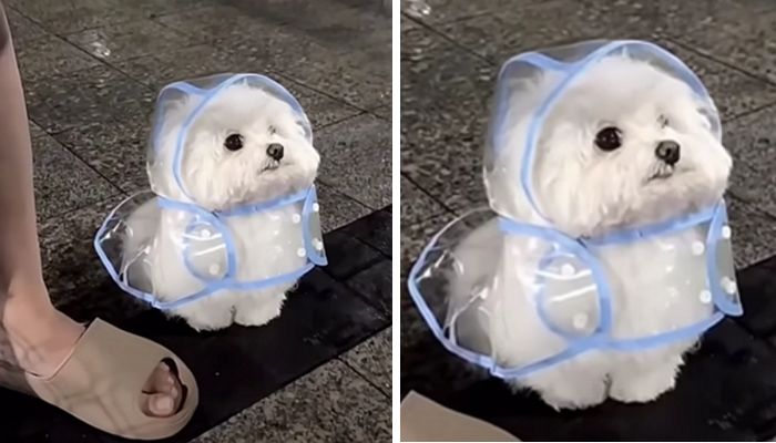애니멀플래닛