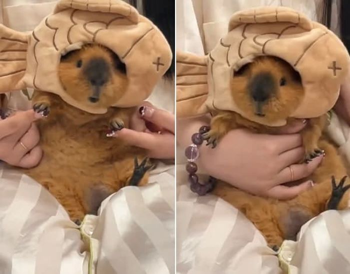 애니멀플래닛