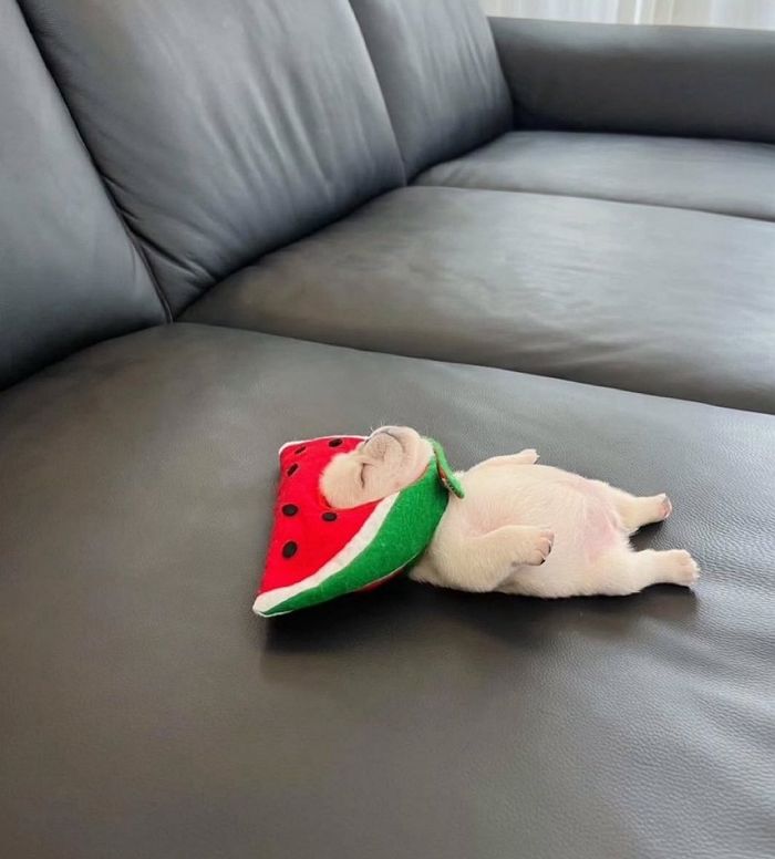 애니멀플래닛