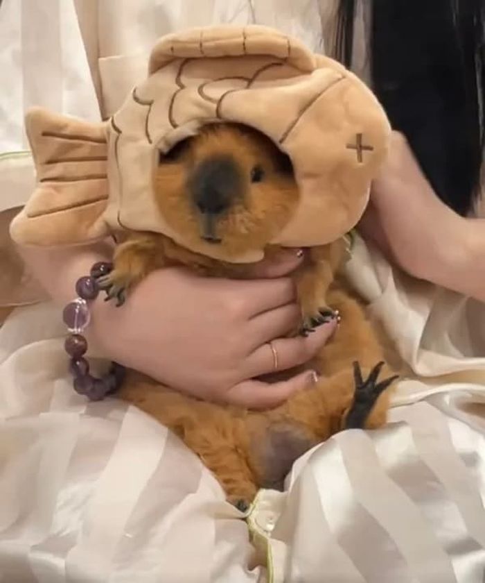 애니멀플래닛