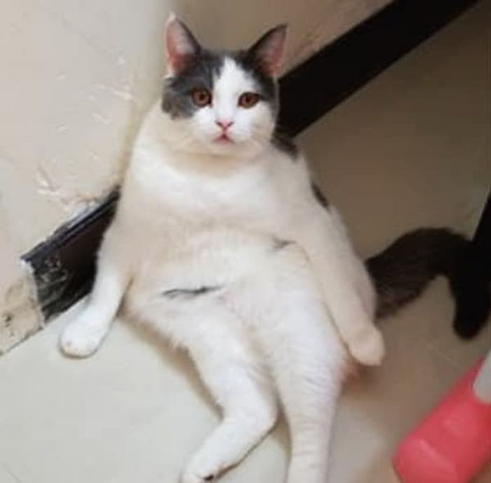 애니멀플래닛