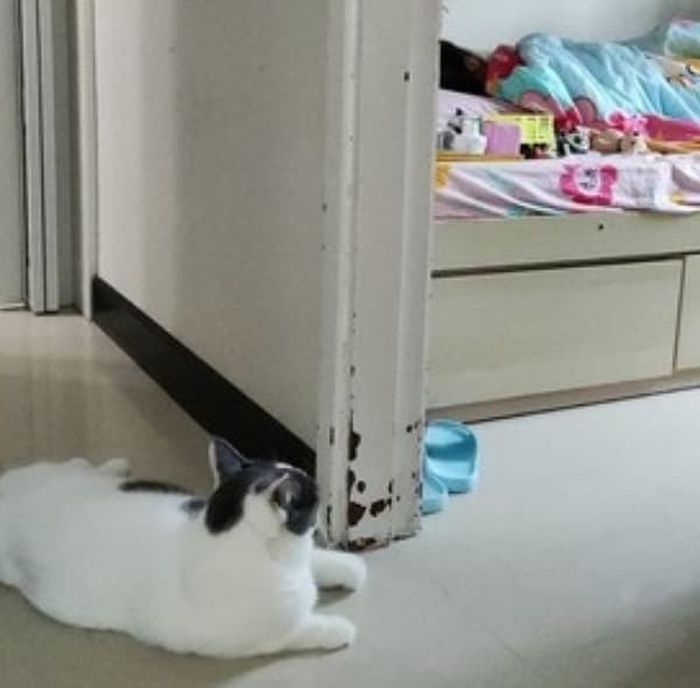 애니멀플래닛