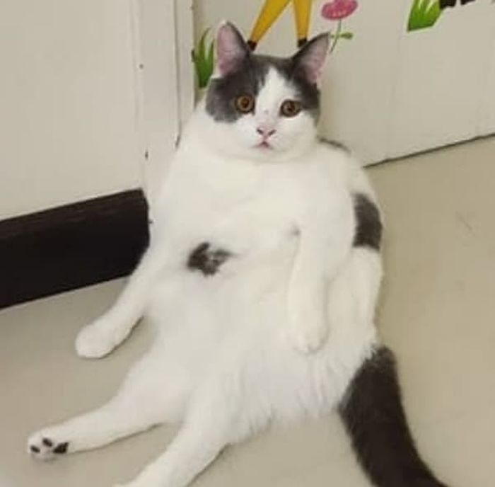 애니멀플래닛