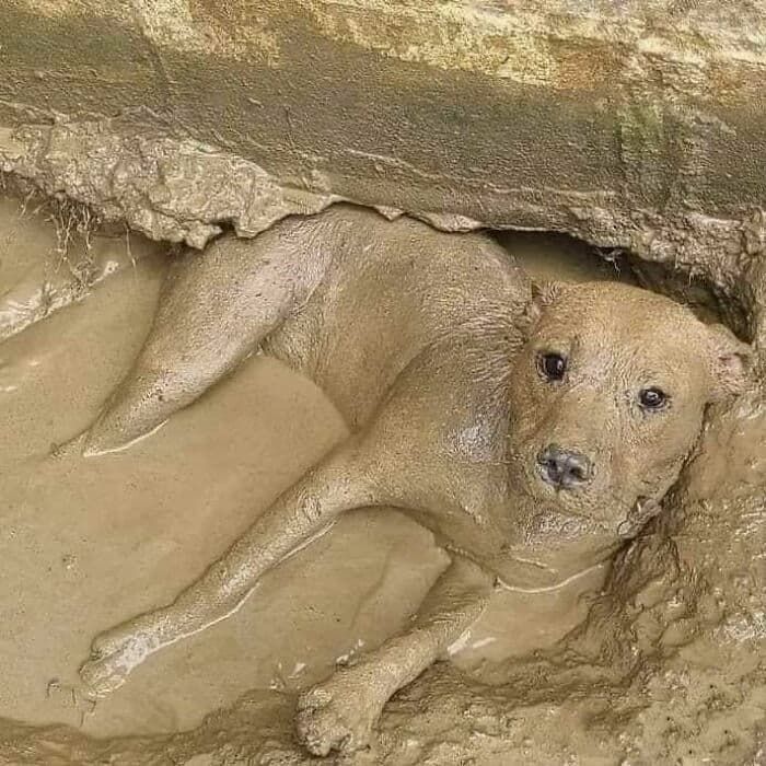 애니멀플래닛