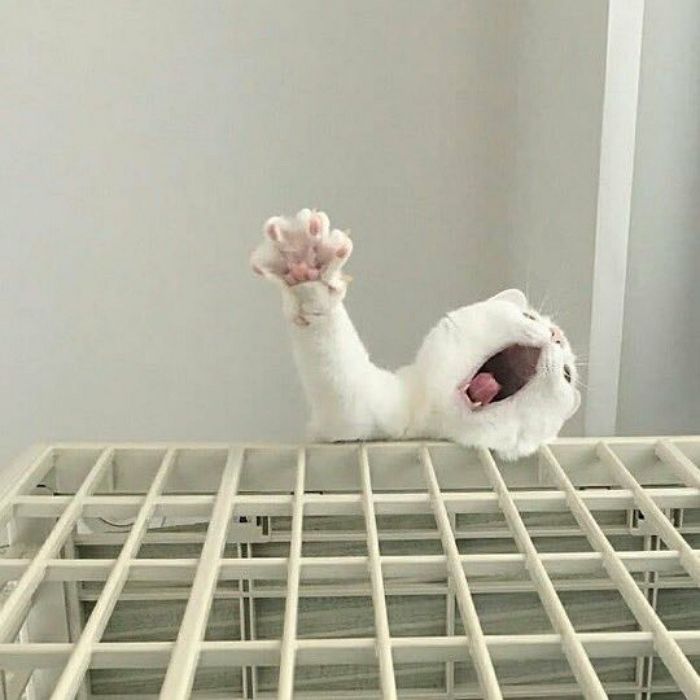 애니멀플래닛