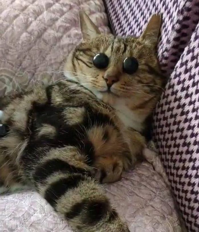 애니멀플래닛