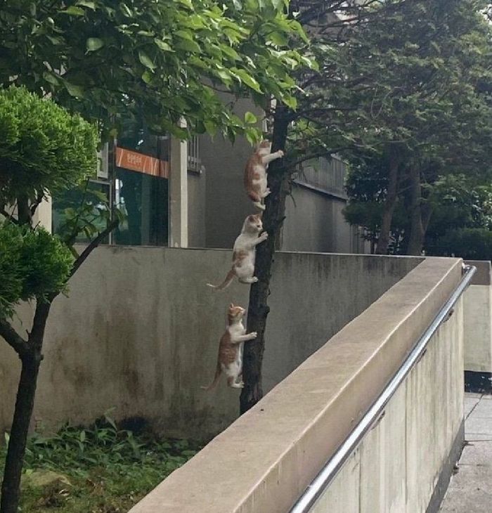 애니멀플래닛