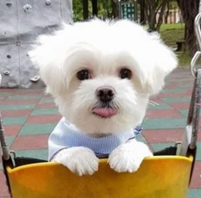 애니멀플래닛