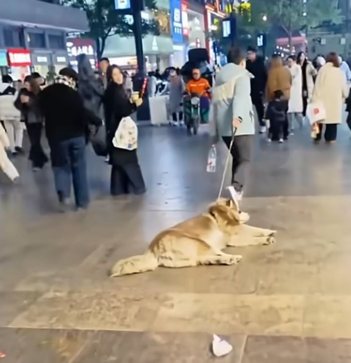애니멀플래닛