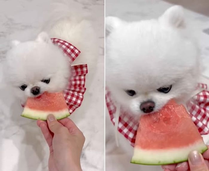 애니멀플래닛