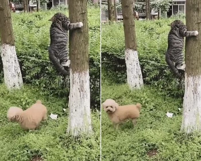 애니멀플래닛