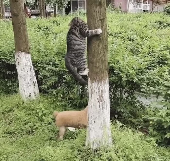 애니멀플래닛