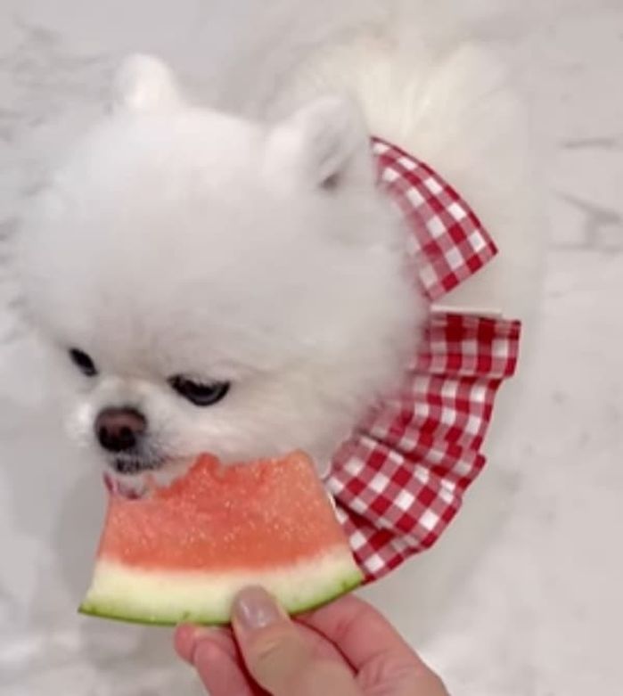 애니멀플래닛