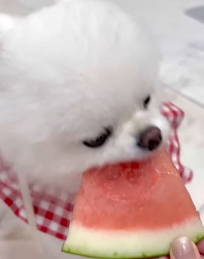 애니멀플래닛