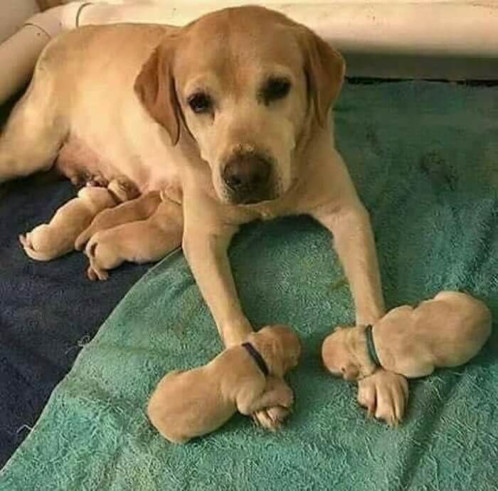애니멀플래닛