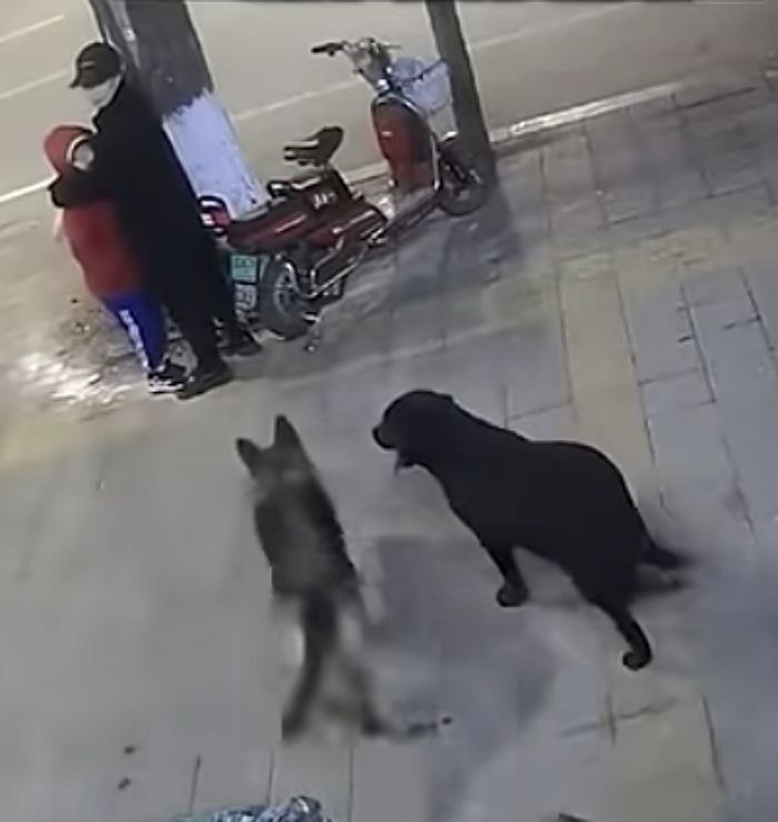 애니멀플래닛
