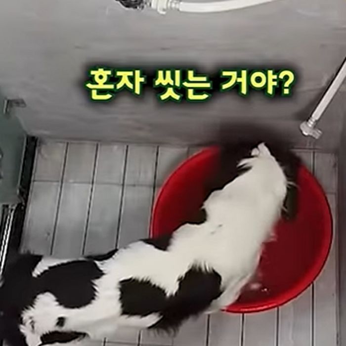 애니멀플래닛