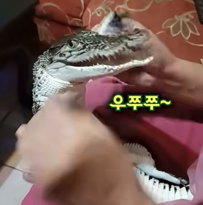 애니멀플래닛