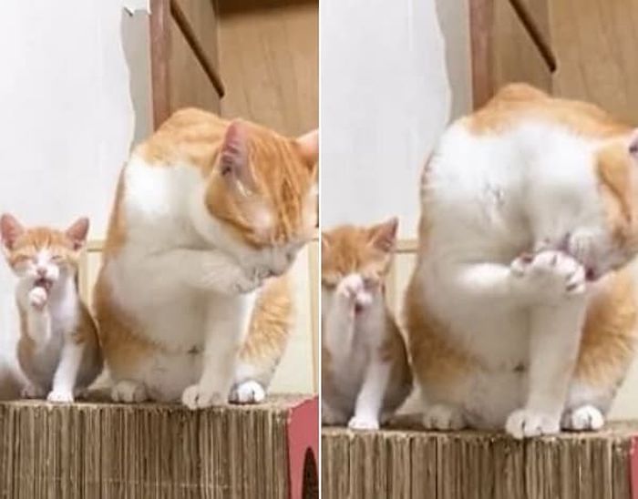 애니멀플래닛