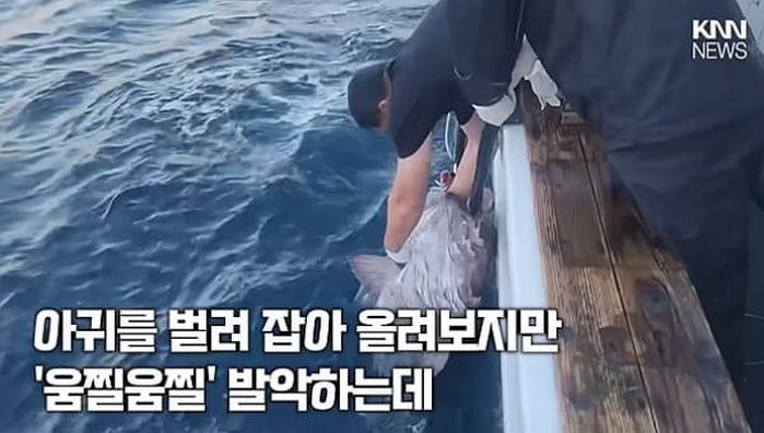 애니멀플래닛