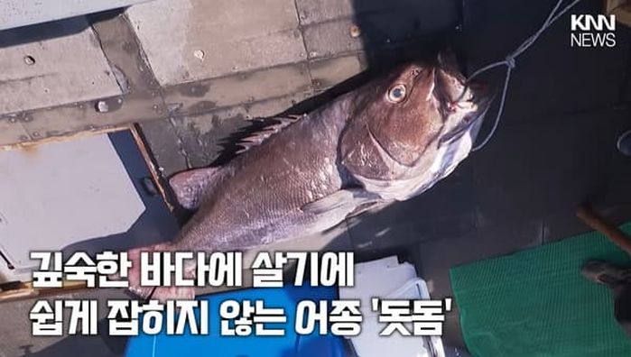 애니멀플래닛