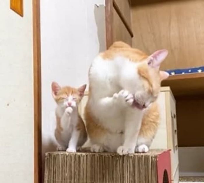 애니멀플래닛