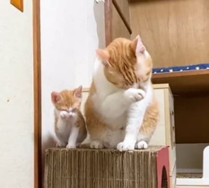 애니멀플래닛