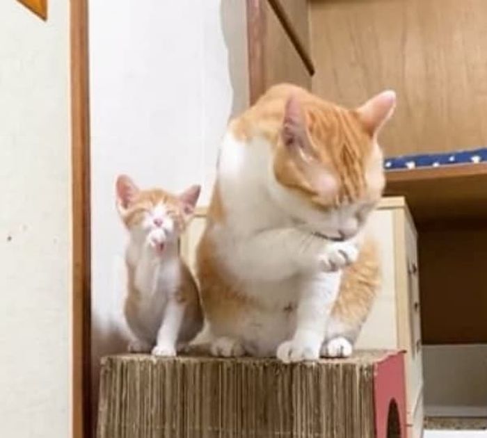 애니멀플래닛