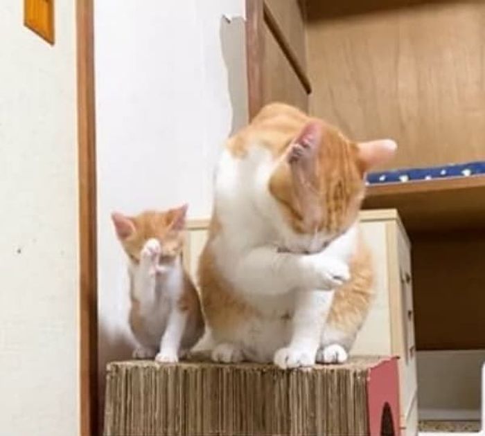 애니멀플래닛