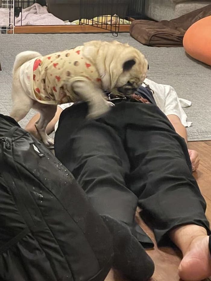 애니멀플래닛