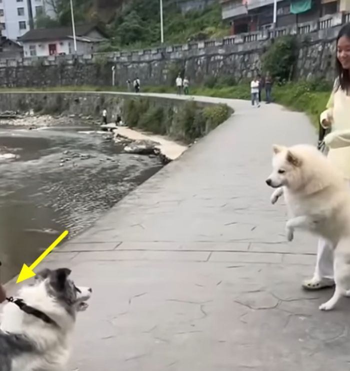 애니멀플래닛