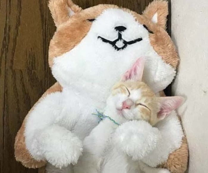애니멀플래닛