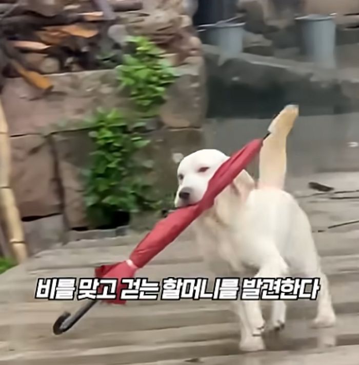 애니멀플래닛
