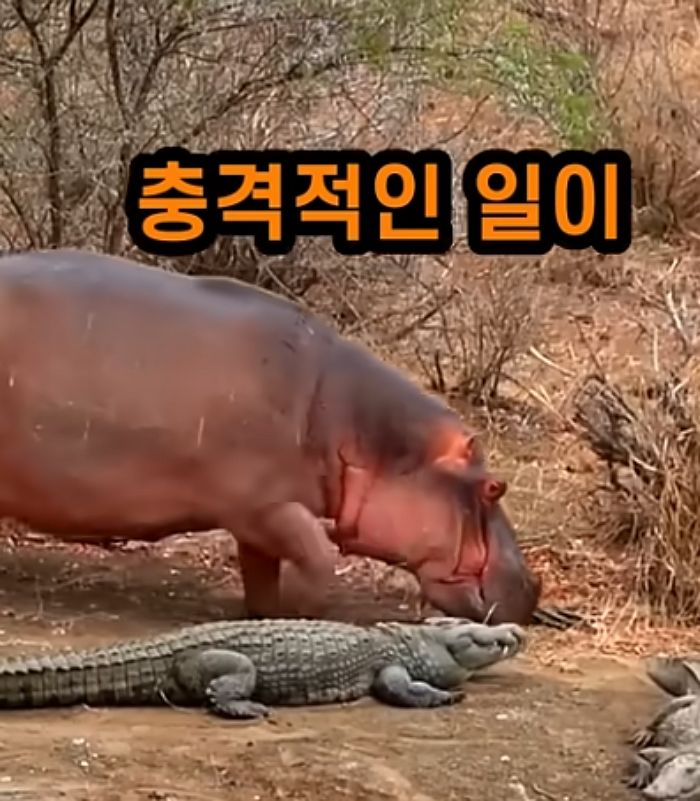 애니멀플래닛