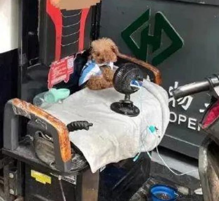 애니멀플래닛