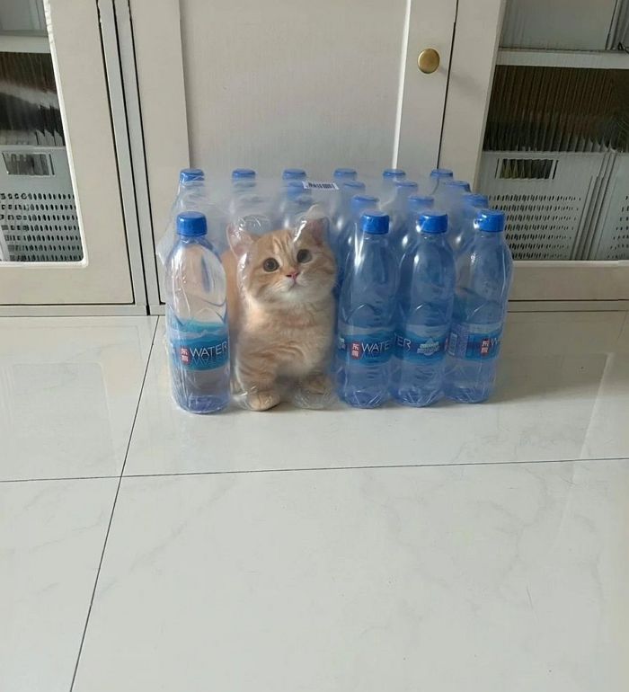 애니멀플래닛