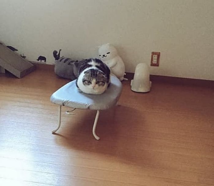 애니멀플래닛