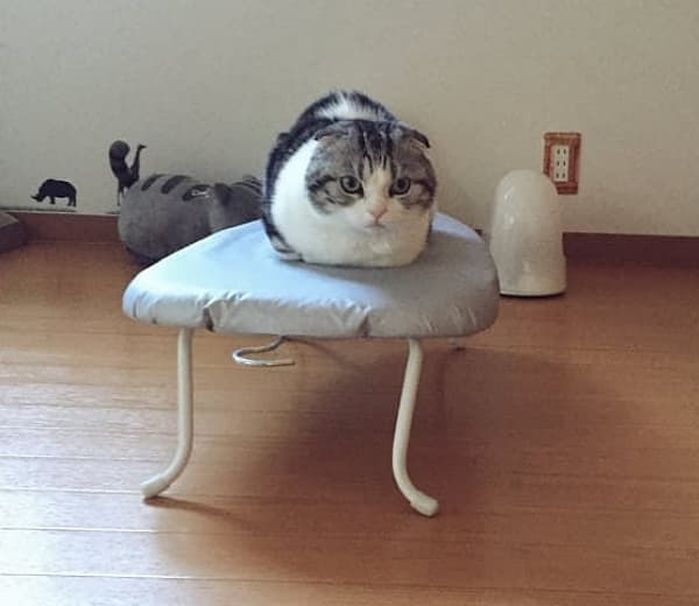 애니멀플래닛