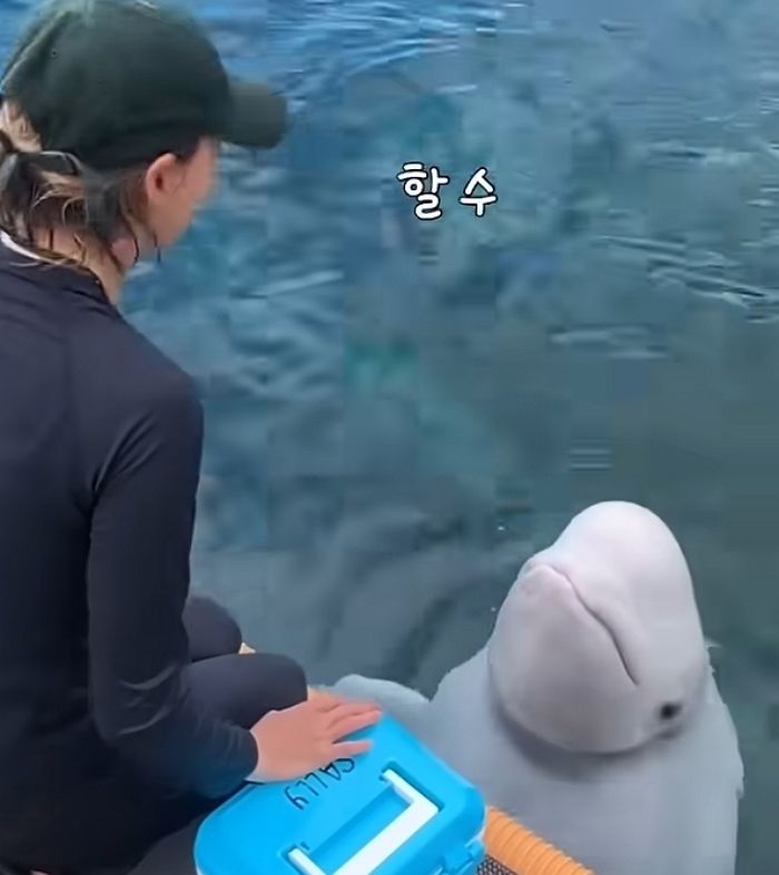 애니멀플래닛