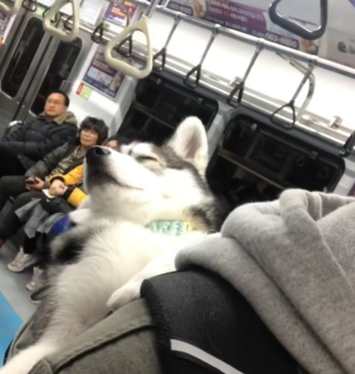 애니멀플래닛