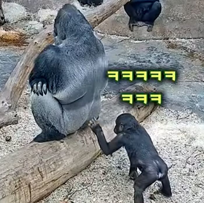 애니멀플래닛