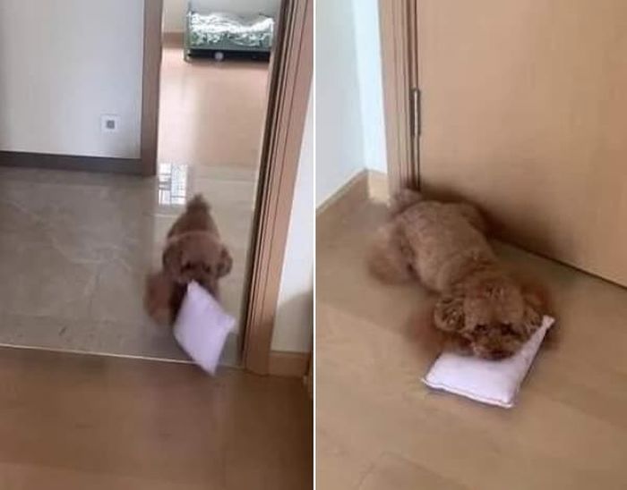 애니멀플래닛