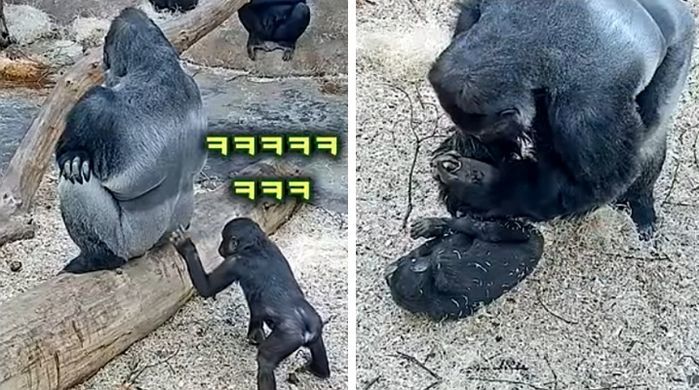 애니멀플래닛
