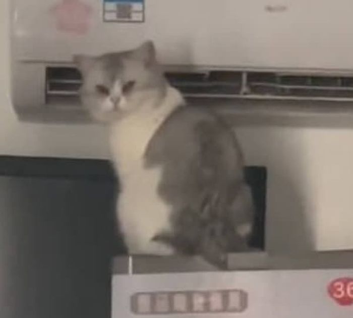 애니멀플래닛
