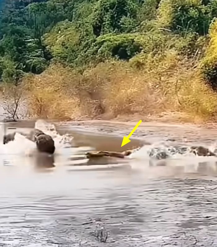 애니멀플래닛