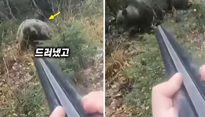 애니멀플래닛